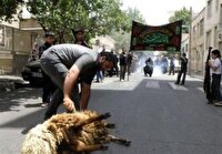 فعالیت ۴۰ تیم نظارت بهداشتی دامپزشکی خراسان جنوبی در ماه محرم