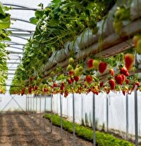 پرداخت ۲۳ میلیارد و ۵۰۰ میلیون تومان تسهیلات کشاورزی به متقاضیان