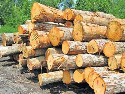 ابلاغ الگوی کشت گلخانه‌ای و زراعت چوب تا شهریور