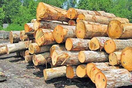 ابلاغ الگوی کشت گلخانه‌ای و زراعت چوب تا شهریور