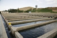 پرورشدهندگان ماهی در اردبیل ساعات خاموشی را مدیریت کنند
