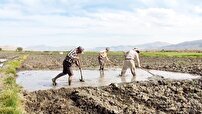 کشت بذر شلتوک در مزارع کامفیروز مرودشت