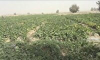برداشت محصولات جالیزی از اراضی شهرستان هیرمند
