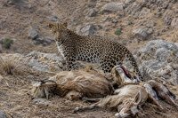 پلنگی در شیمبار؛ ۶ بز قربانی یک حمله وحشیانه!
