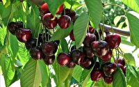 کشاورزی نوین: میوه بیشتر با زمین کمتر!