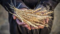 آغاز خرید تضمینی گندم: حمایت از کشاورزان آذربایجان غربی در راستای افزایش تولید