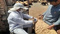 تب برفکی در لرستان: کانون‌ها شناسایی و واکسیناسیون آغاز شد!