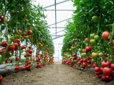 فعالیت ۷۵۰ واحد گلخانه‌ای در همدان؛ کاهش مصرف آب اولویت است
