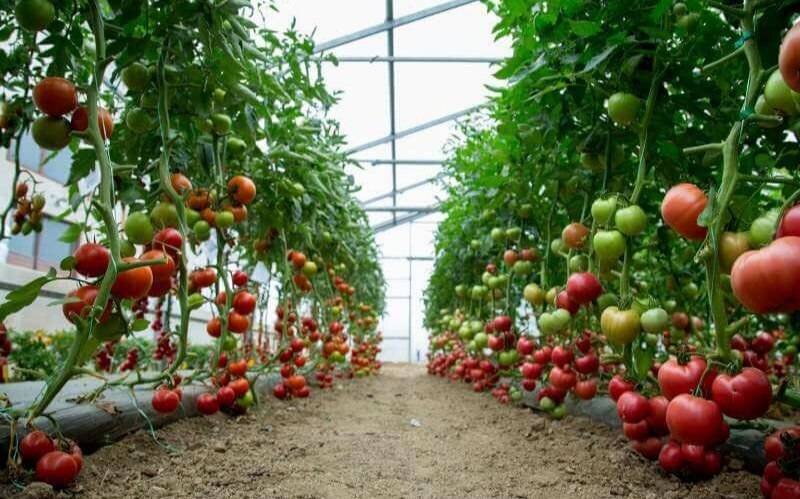 فعالیت ۷۵۰ واحد گلخانهای در همدان؛ کاهش مصرف آب اولویت است