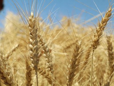 اینفوگرافیک؛ دروی طلای زرد در گندمزارهای مازندران