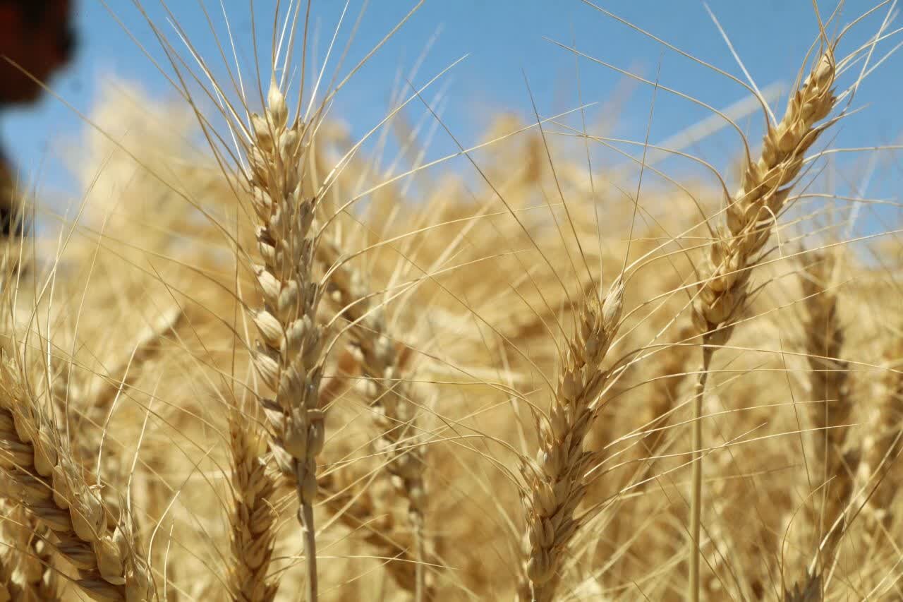 خرید گندم از مرز ۱۴ هزار تن در پلدختر گذشت