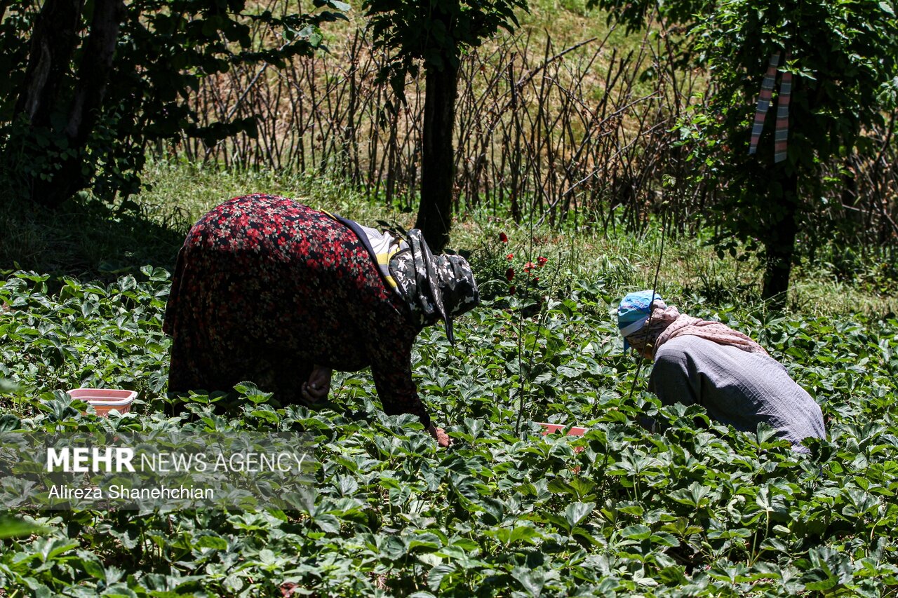 بازگشت زندگی به روستاهای کردستان؛ مهاجرت معکوس در ۱۹۶ روستا رقم خورد