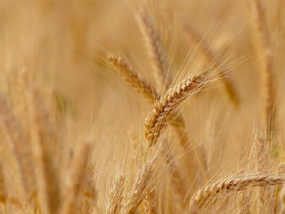 خرید ۲۴ هزار تن گندم از کشاورزان لرستانی