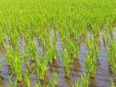 پیش‌بینی تولید ۸۶۰۰ تن شلتوک برنج در خداآفرین
