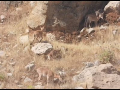 ثبت چهارقلوزایی بزهای وحشی در خائیز کهگیلویه 