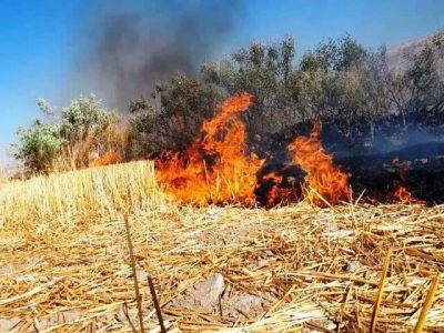 معرفی عاملان سوزاندن بقایای کشاورزی در پارس آباد به مراجع قضایی