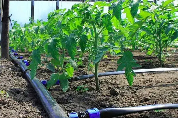 گسترش سامانه‌های نوین آبیاری در باغ های مراغه