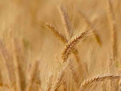 بیشترین خرید گندم لرستان تا کنون مربوط به کوهدشت بوده است