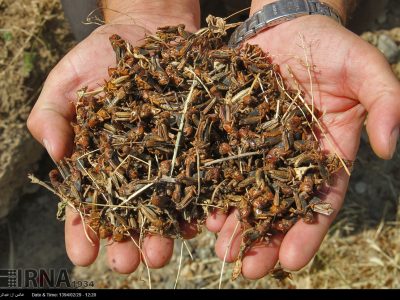 شکار ملخ مراکشی؛ سمپاشی ۱۸ هزار هکتار در گلستان