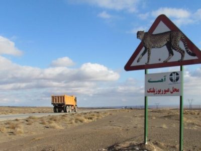 آغاز طرح پایش جاده‌ای برای حفاظت از یوزها در محور عباس‌آباد–میامی