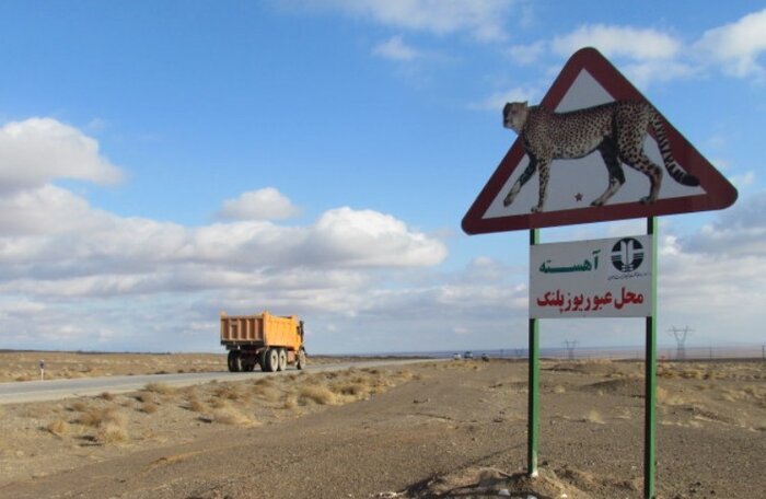 آغاز طرح پایش جاده‌ای برای حفاظت از یوزها در محور عباس‌آباد–میامی