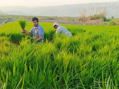 آغاز کشت برنج تابستانه در چرام کهگیلویه و بویراحمد
