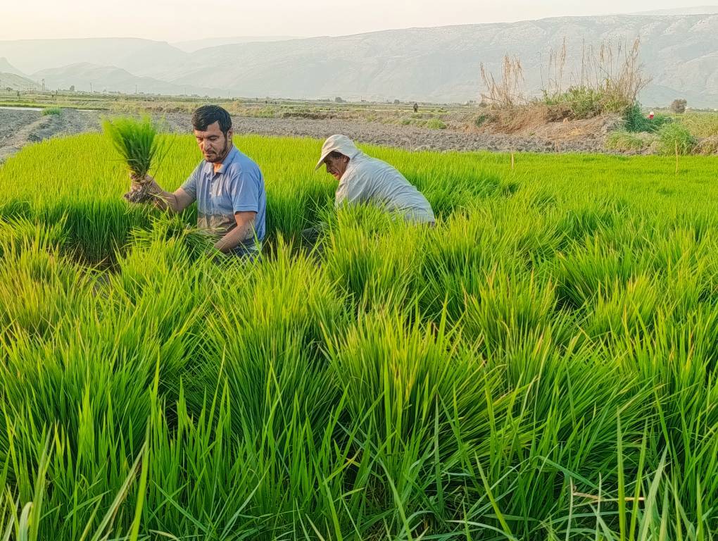 آغاز کشت برنج تابستانه در چرام کهگیلویه و بویراحمد
