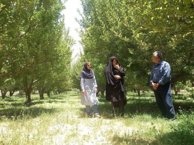 اجرای ۲۲ مزرعه الگوی زراعی و باغبانی در کهگیلویه و بویراحمد