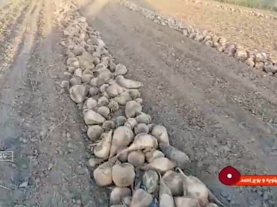 برداشت بیش از ۵۵۰۰ تن چغندر قند در گچساران پیش‌بینی شد