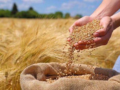 برداشت گندم از ۴۳۵ هزار هکتار زمین‌های همدان آغاز شد