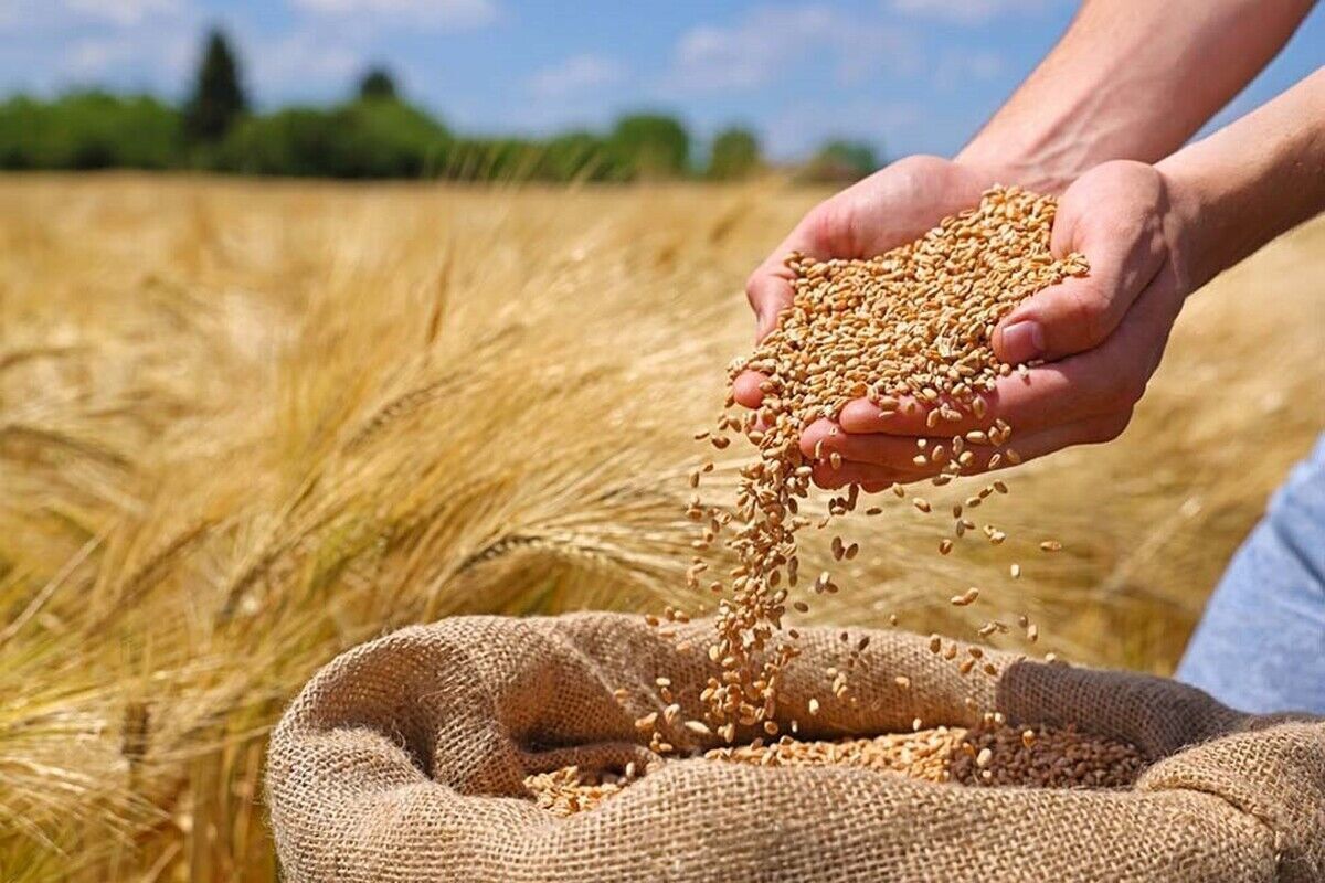 برداشت گندم از ۴۳۵ هزار هکتار زمین‌های همدان آغاز شد