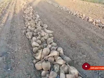 برداشت ۵ هزار تن چغندر قند در گچساران پیش بینی شد