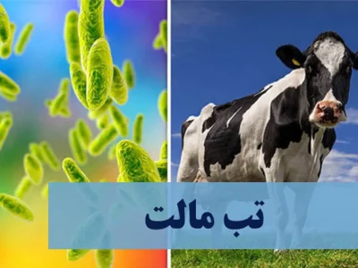 تب مالت؛ بیماری شایع دام به انسان با ۲۰ هزار مبتلا در سال