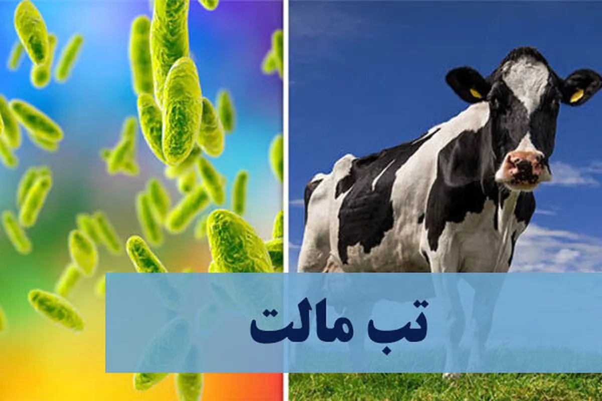 تب مالت؛ بیماری شایع دام به انسان با ۲۰ هزار مبتلا در سال