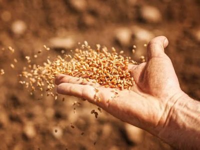 خرید بذر گیاهان مرتعی در کهگیلویه و بویراحمد آغاز شد