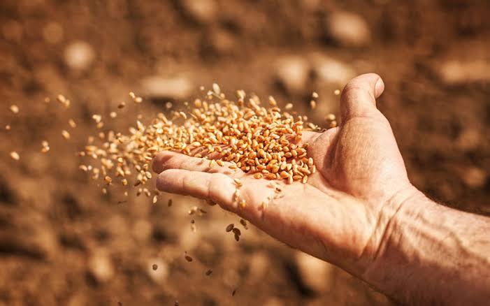 خرید بذر گیاهان مرتعی در کهگیلویه و بویراحمد آغاز شد