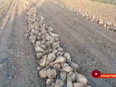 نگرانی چغندرکاران باشتی از بر زمین ماندن محصولشان