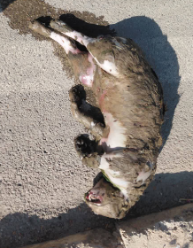 هشدار محیط زیست درباره ایمنی کانال آب نیروگاه سی‌سخت