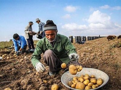 همدان در آستانه برداشت ۳۵۰ هزار تن سیب‌زمینی بهاره