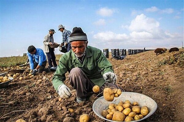 همدان در آستانه برداشت ۳۵۰ هزار تن سیب‌زمینی بهاره