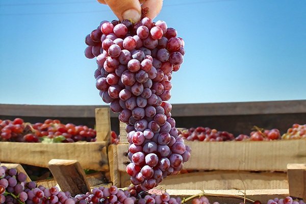 پیش‌بینی برداشت ۷ هزار تن انگور یاقوتی در سرپل‌ذهاب