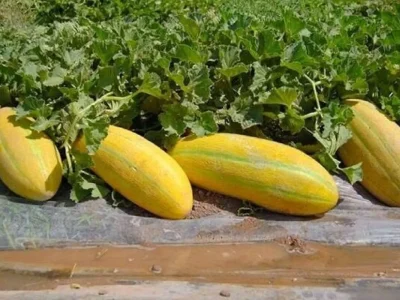 چالش خربزه و عواقب آن در تابستان