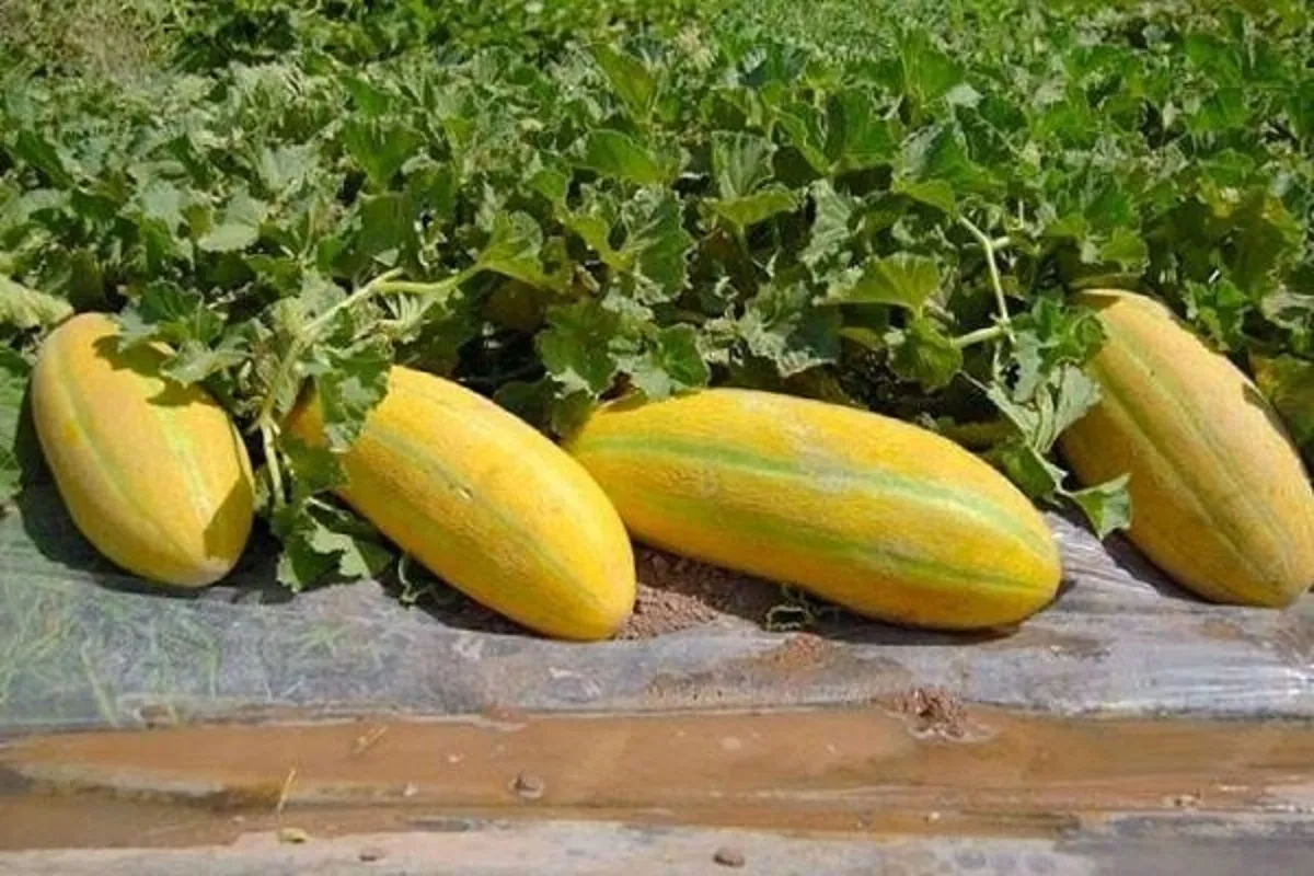 چالش خربزه و عواقب آن در تابستان