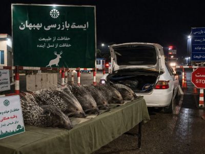 کشف لاشه ۱۰ تشی در بهبهان؛ همکاری بسیج و محیط زیست در حفاظت از حیات‌وحش