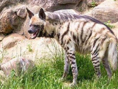کفتار ایرانی در طارم سفلی به ثبت رسید