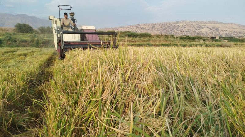 آغاز برداشت برنج بهاره در شهرستان چرام