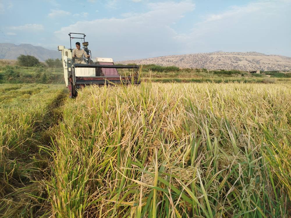 آغاز برداشت برنج بهاره در شهرستان چرام