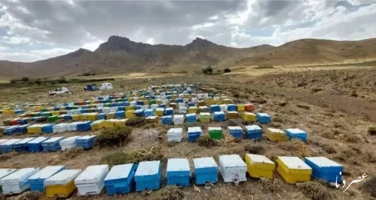 افزایش ۶ درصدی کلنی‌های زنبور عسل در قم با وجود خشکسالی