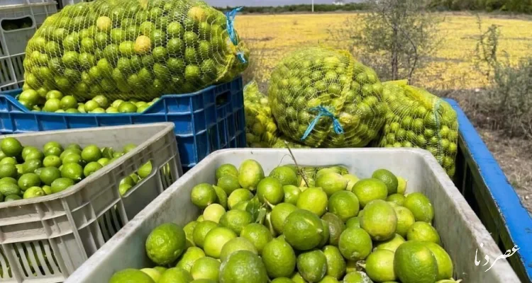 برداشت ۱۲ تنی لیمو ترش در هر هکتار از باغ‌های گچساران