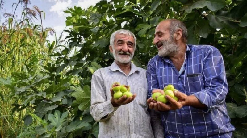 تولید سالانه ۱۵۰۰ تن انجیر تازه در گلوگاه